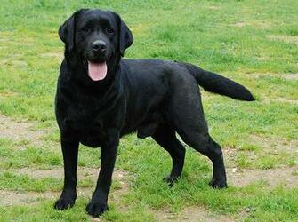 Labrador Retriever A Fabulously Smart Highly Trainable Trustful