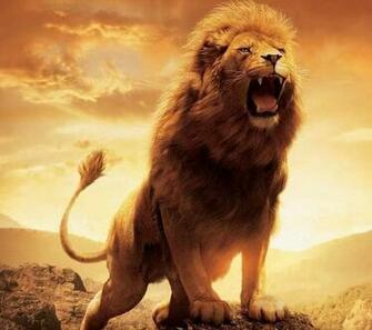 Lion HD Wallpaper Background Picture Of A