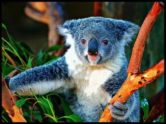 Koala Bear Wallpaper