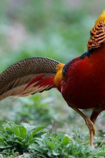 Birds Golden Pheasant Wallpaper Allwallpaper In