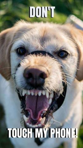 Dog Phone Wallpaper Top Background