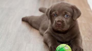Cute Black Lab Puppies Wallpaper On