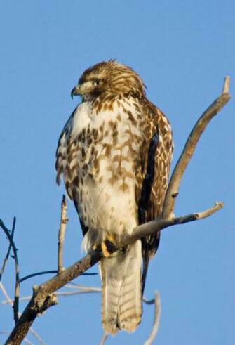The Red Tailed Hawk Here Was In Yellowstone National Park Wyoming