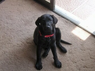 Windows Wallpaper Lila Pride And Joy Of Jose A Labrador Retriever