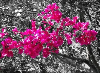 Hot Pink And Black