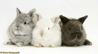 Cute Baby Bunnies HD Wallpaper In Animals Imageci