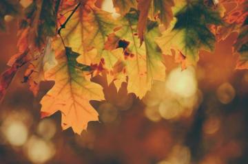 Autumn Wallpaper HD Hq