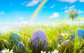 Camomile Daisy Easter Spring Grass Wallpaper Photos Pictures