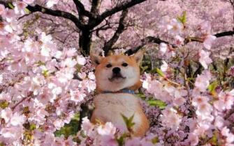Akita Wallpaper Pc Laptop Pics In FHD Li964