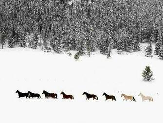 Snowy Pasture Quarter Horses Wallpaper Farm Animals Nature