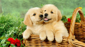 Pink Puppies Wallpaper
