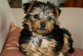 Yorkies Wallpaper