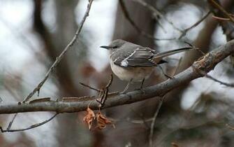 Mockingbird Wallpaper