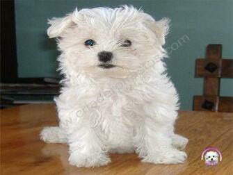 Related Pictures Perros Raza Bichon Maltes Shih Tzu Pekines