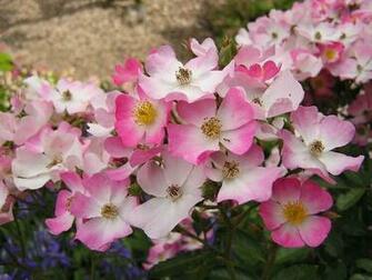 Desktop Flower Wallpaper Beautiful