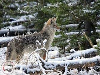 Missouri Wildlife Desktop Wallpaper