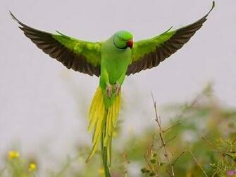 Parrot Wallpaper Z46r111 Mb 4usky