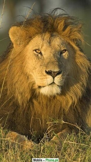 Lion Jpg