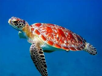 Amazing Turtles Photo Collection HD Wallpaper Of Sea Turtle