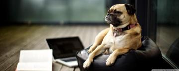 Tired Pug Ultra HD Desktop Background Wallpaper For 4k UHD Tv