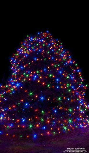 Norfolk Christmas Tree Wallpaper Kicking Designs