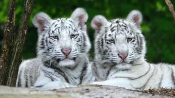 White Tiger Cubs HD Wallpaper