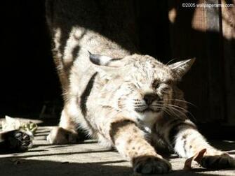 Bobcat Wallpaper Pictures