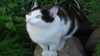 Black And White Cat Wallpaper