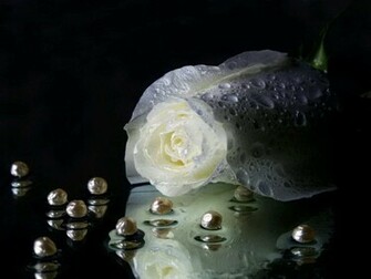 Pure White Rose Flower Wallpaper Awesome