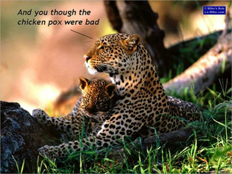 Funny Animals Wallpaper Animal Pictures With Captions