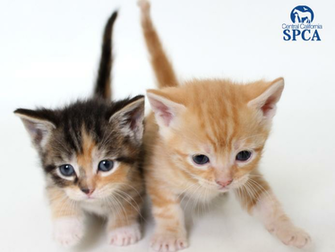 Surrendering Your Pet Central California Spca Fresno Ca