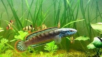 File Channa Sp Redfin With Barbs Jpg