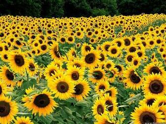 Yellow Flowers Wallpaper