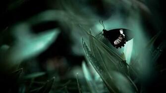 Nature Butterfly Wallpaper Butterflies