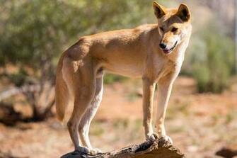 Dingo Image Dingoes HD Wallpaper And Background Photos