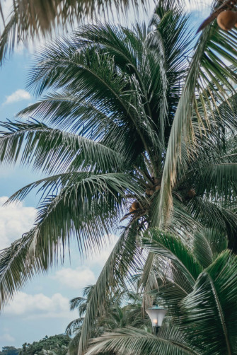 Coconut Tree X Picture Wallpaper
