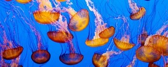 Jellyfish HD Desktop Wallpaper Stock Photos