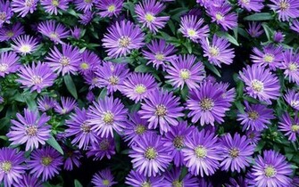 Fall Flowers Wallpaper
