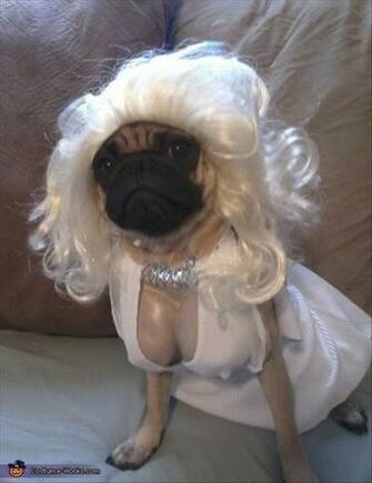 Funny Pug Dog Pictures Pics