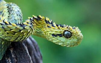 Viper Snake Wallpaper
