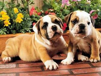 My Dogs Bulldogs Puppies Wallpaper Bulldog Photos