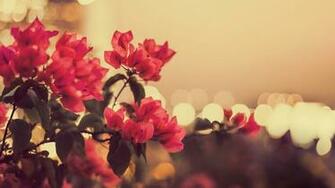 Pics Photos Vintage Flower HD Wallpaper