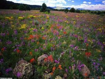 Field With Wildflowers Wallpaper Open Walls