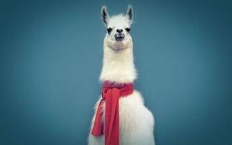 Llama HD Wallpaper At Wallpaperbro