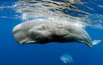 Pictures Jagat Sperm Whale Just Beneath The Surface