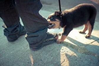 Dogs Wallpaper Puppies Rottweiler Background