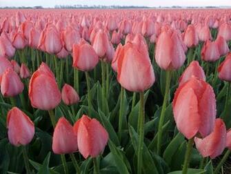 Pink Tulips Wallpaper High Resolution Desktop