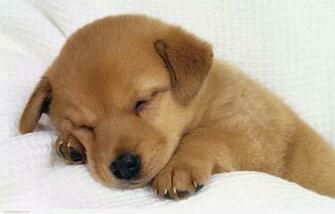 Cute Dog Wallpaper HD In Animals Imageci