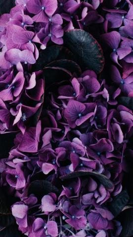 Vintage Floral iPhone Wallpaper Collection Preppy