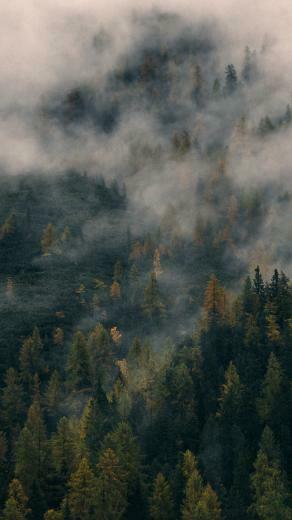 Foggy Forest Hill Wallpaper iPhone Android Desktop Background